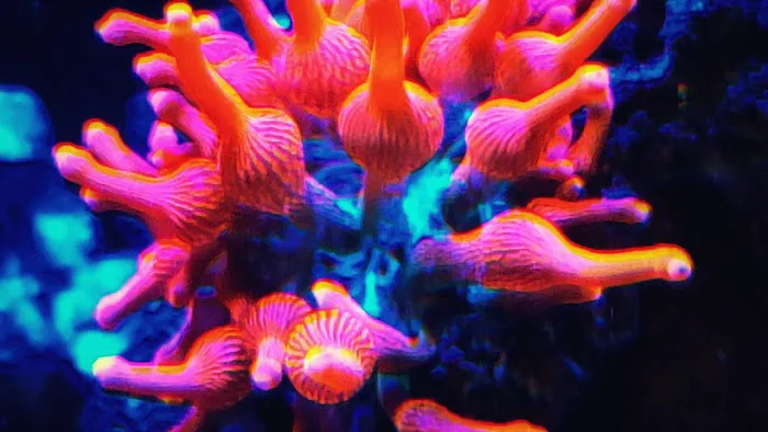 Pisces Fish and Coral Picture 3