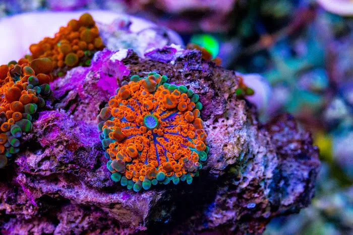 Pisces Fish and Coral Picture 8