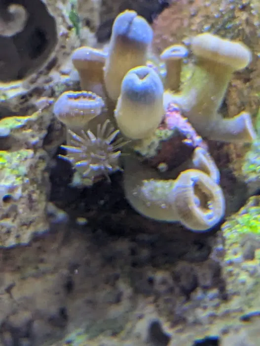 Pisces Fish and Coral Picture 7