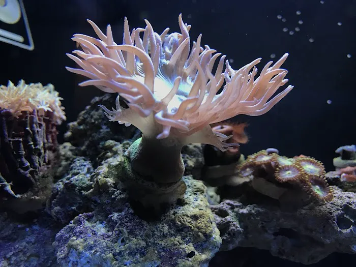 Pisces Fish and Coral Picture 10