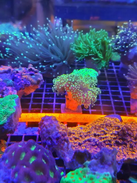 Pisces Fish and Coral Picture 9