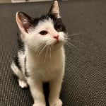 Bilmar Veterinary Services