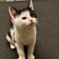 Bilmar Veterinary Services ico