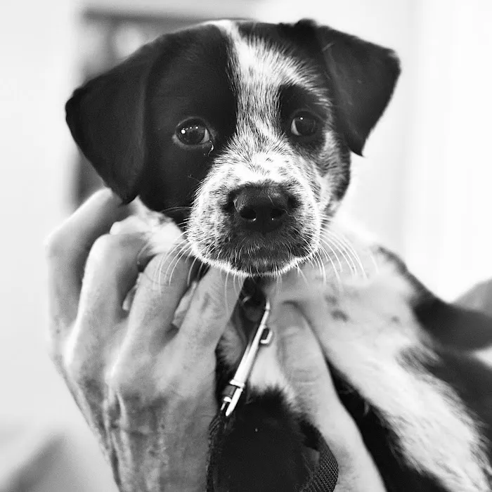 Bilmar Veterinary Services Picture 5