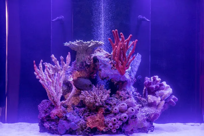Reefstar Aquatics Picture 2