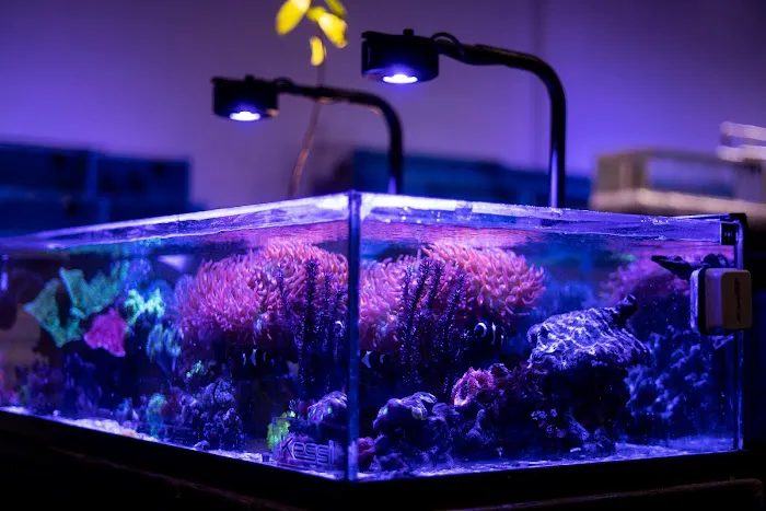 Reefstar Aquatics Picture 4