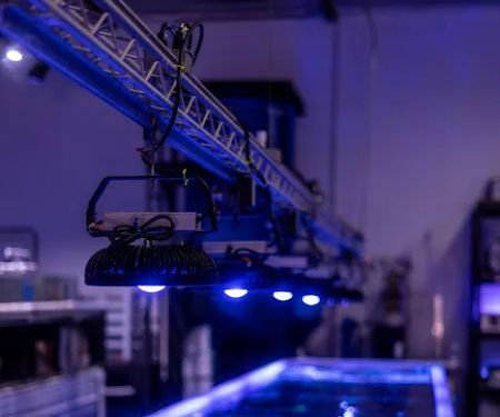 Reefstar Aquatics