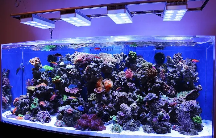 Reef Creations Picture 4