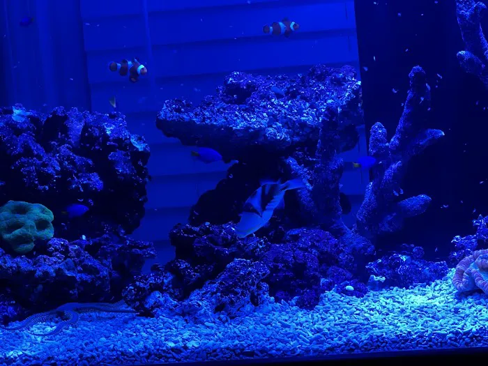 Reef Creations Picture 1