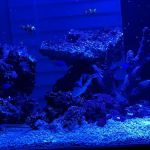 Reef Creations