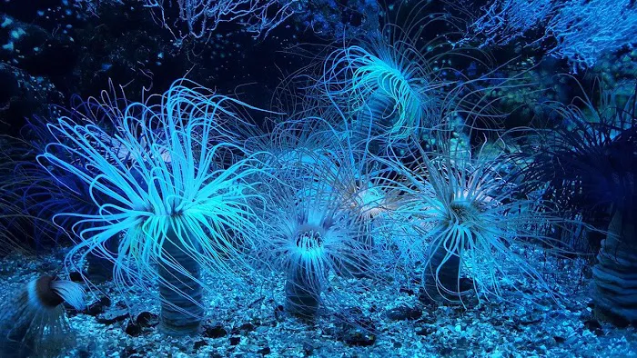 Reef Creations Picture 8