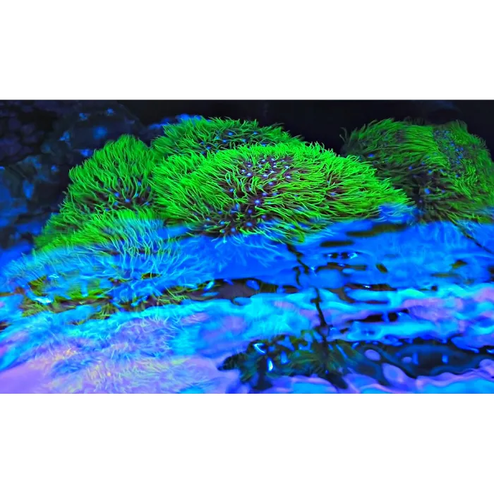 Reef Creations Picture 9