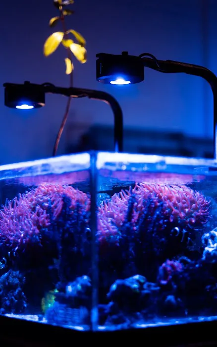Reef Creations Picture 5