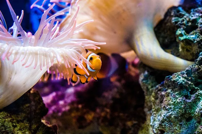 Reef Creations Picture 2