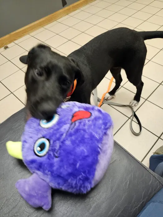 VCA All Caring Animal Hospital Picture 3