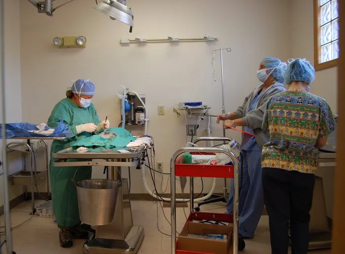 VCA All Caring Animal Hospital Picture 9