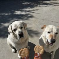 Pet Era ico