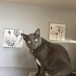 Litchfield Veterinary Hospital: Dr. Laura A Carey