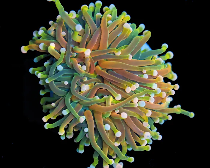 Timeless Corals Picture 3