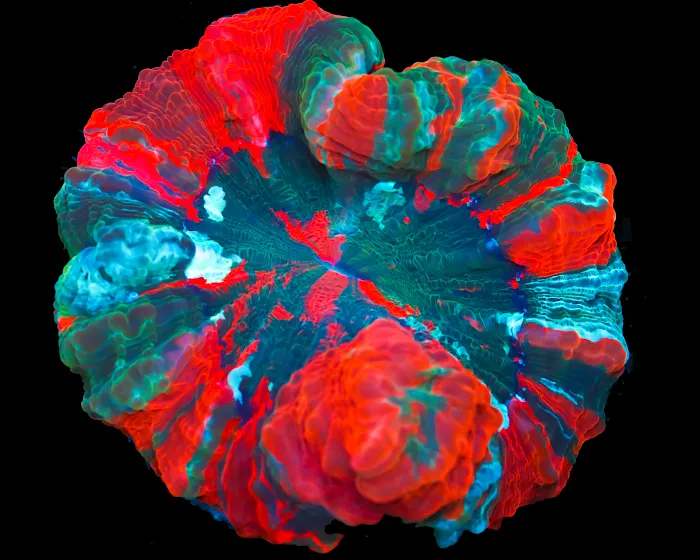 Timeless Corals Picture 10
