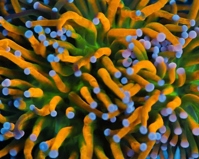Timeless Corals Picture 5