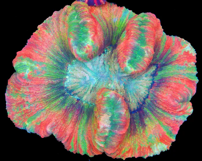 Timeless Corals Picture 7