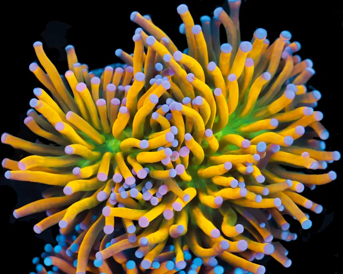 Timeless Corals Picture 9