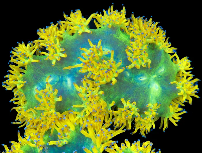 Timeless Corals Picture 8