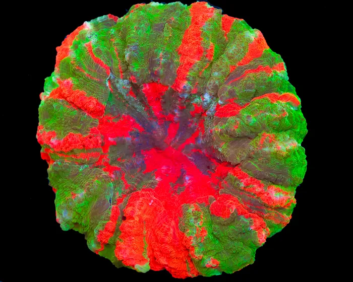 Timeless Corals Picture 4