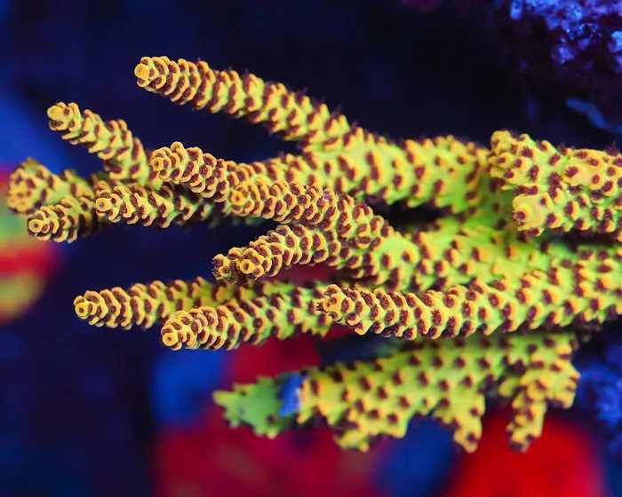 Timeless Corals Picture 6