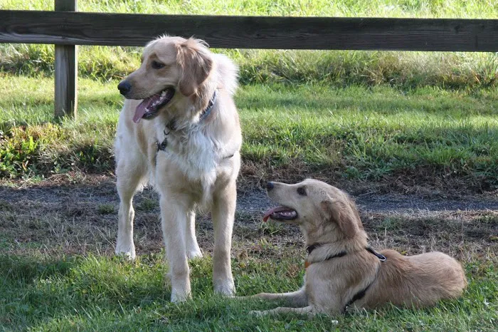 Litchfield Veterinary Hospital Picture 4