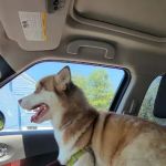Watertown Animal Hospital