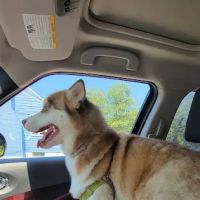 Watertown Animal Hospital ico