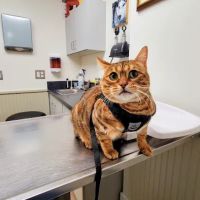 Litchfield Hills Veterinary Hospital ico