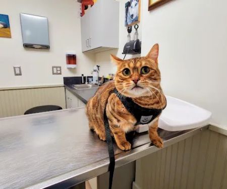 Litchfield Hills Veterinary Hospital