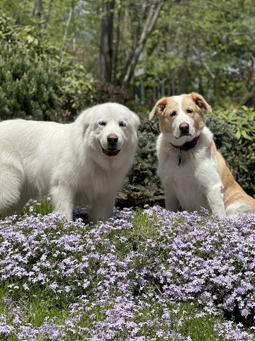 Litchfield Hills Veterinary Hospital Picture 5