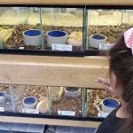 Reptile Island
