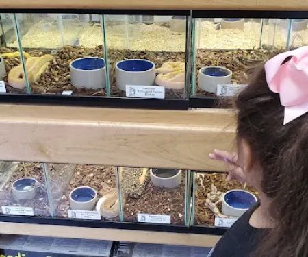 Reptile Island