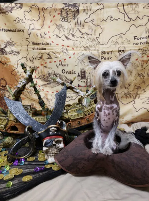 The Good Dog Picture 5
