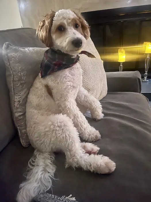 The Good Dog Picture 6