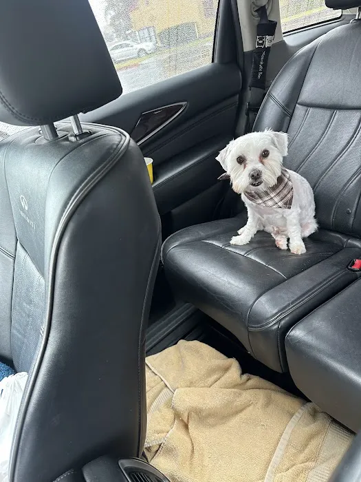 The Good Dog Picture 3