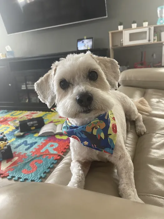The Good Dog Picture 2