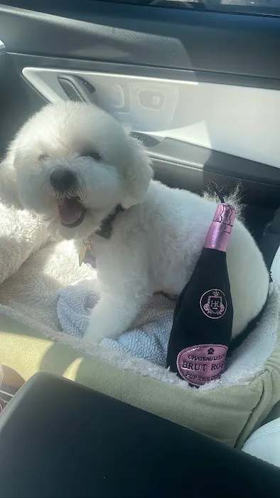 The Good Dog Picture 8