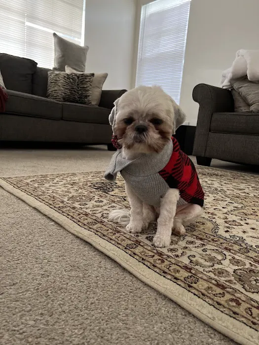 The Good Dog Picture 7