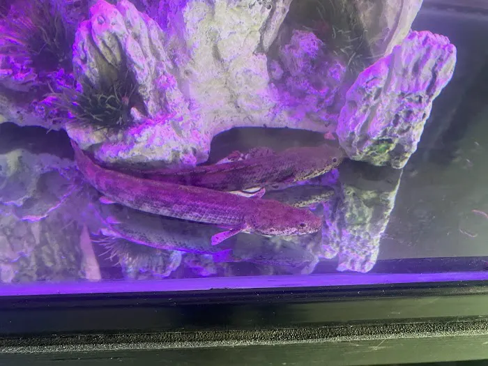 Tropical Reef Fish Store Picture 6