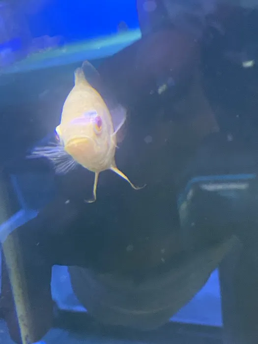 Tropical Reef Fish Store Picture 10