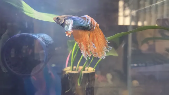 Tropical Reef Fish Store Picture 5