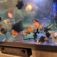 Fish World ico
