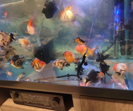 Fish World