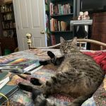 Winsted Hospital for Animals